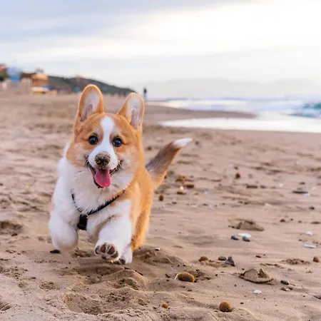 Small Historic Townhouse By Promenade Near Beaches 펜션 *