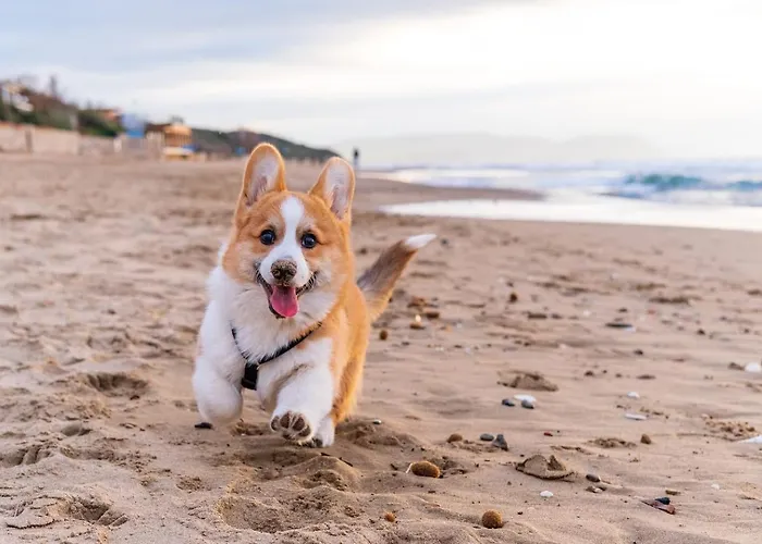 Small Historic Townhouse By Promenade Near Beaches Feriehus *